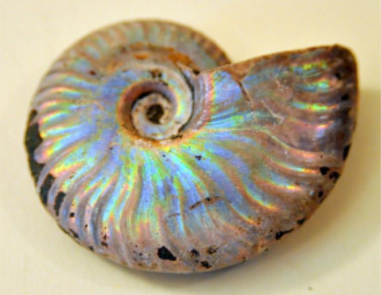 Opalized Fossil by Dr. Ralph Pifer